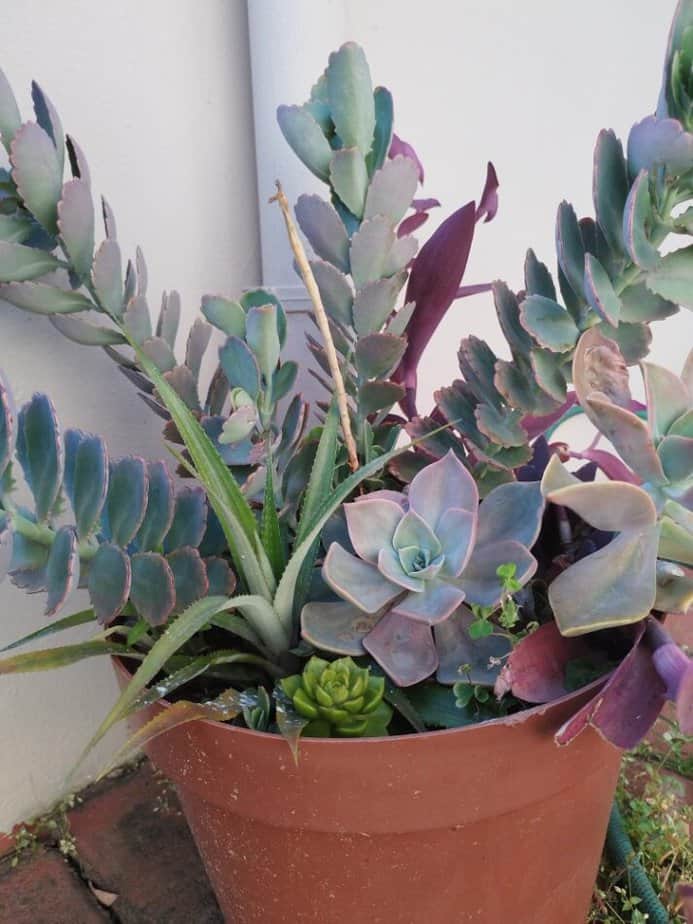 succulents in a flower pot. Ways to make money if you are a good cook.